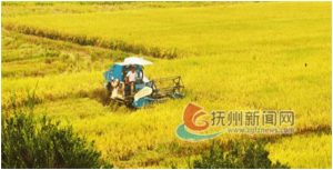 稻谷熟  秋收忙