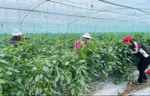 市农发集团:驻村帮扶践行动 蔬菜丰收产业兴
