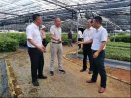 省林业局一行前往抚州市属林业发展集团有限公司开展种苗调研工作